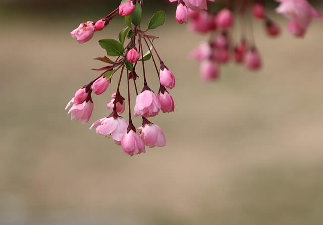 분홍색 꽃망울들이 달려있는 모습