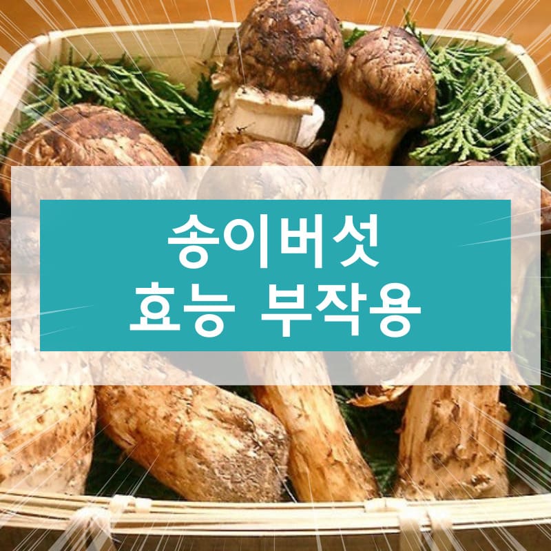 송이버섯 효능 부작용