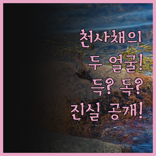 천사채 알고 먹으면 득, 모르고 먹으