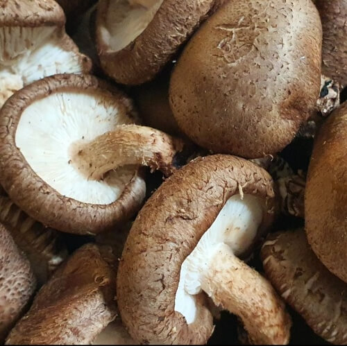  표고버섯 효능 및 부작용(주의해야할 점은?)