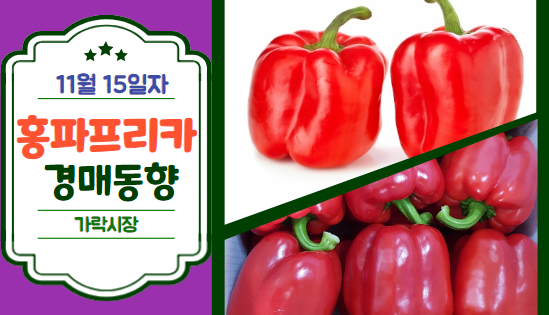  [경매사 일일보고] 11월 15일자 가락시장 홍파프리카 경매동향을 살펴보겠습니다!