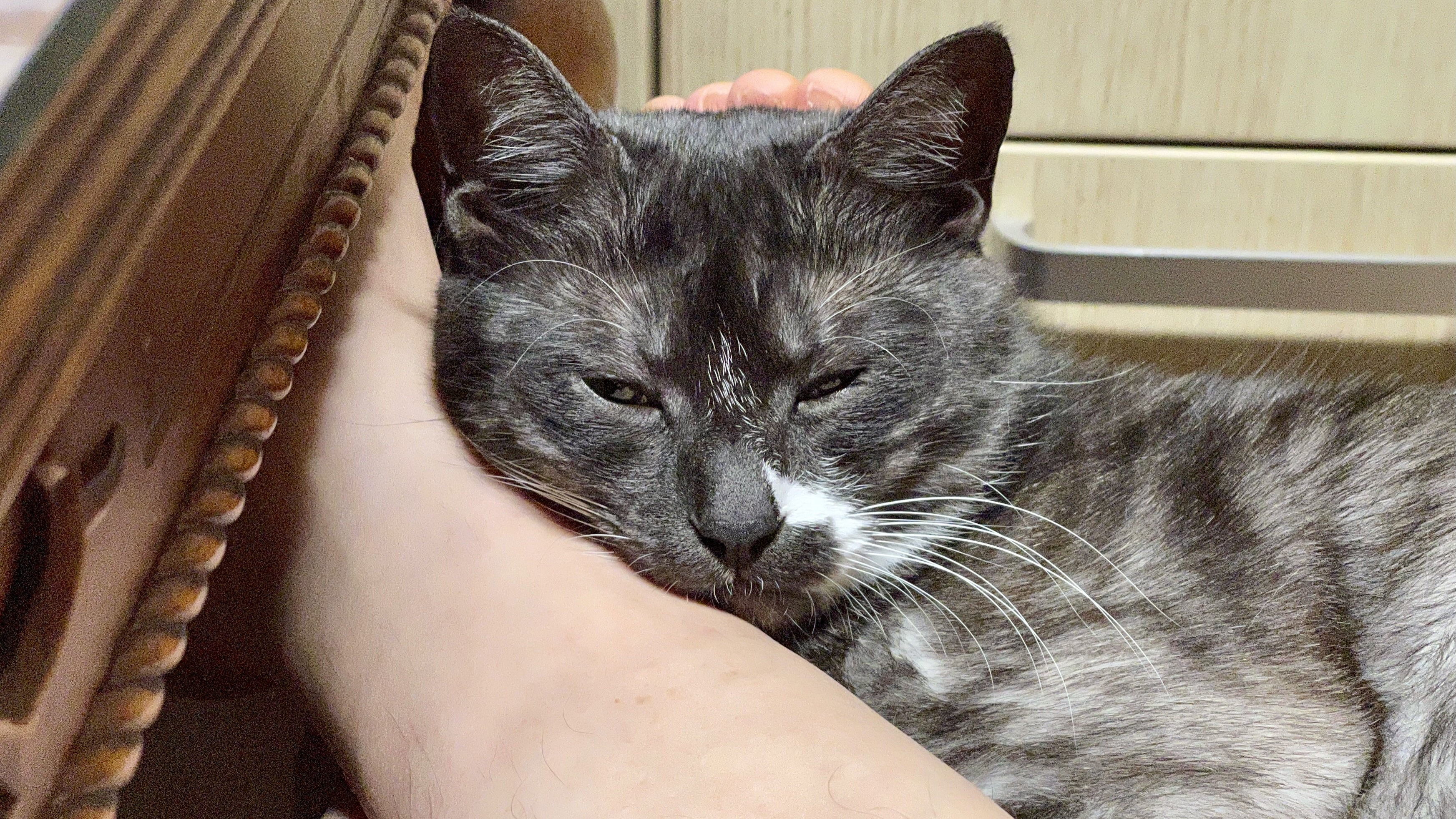 냥이_20220303 43