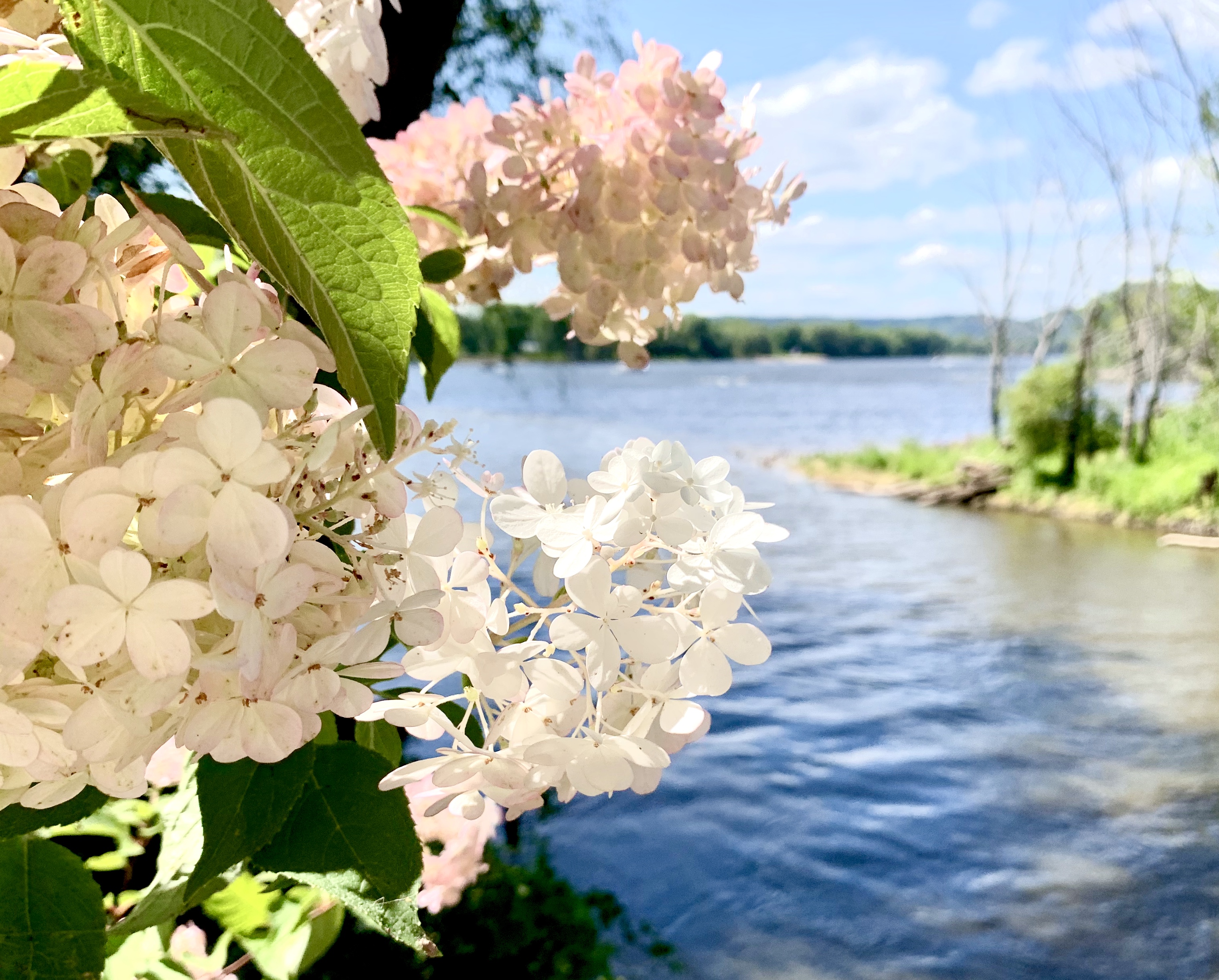 하얀색-꽃과-강이-보이는-모습