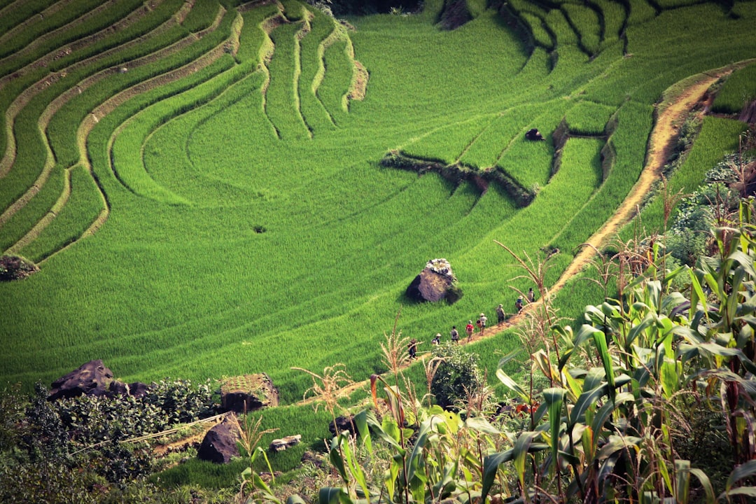 Rice