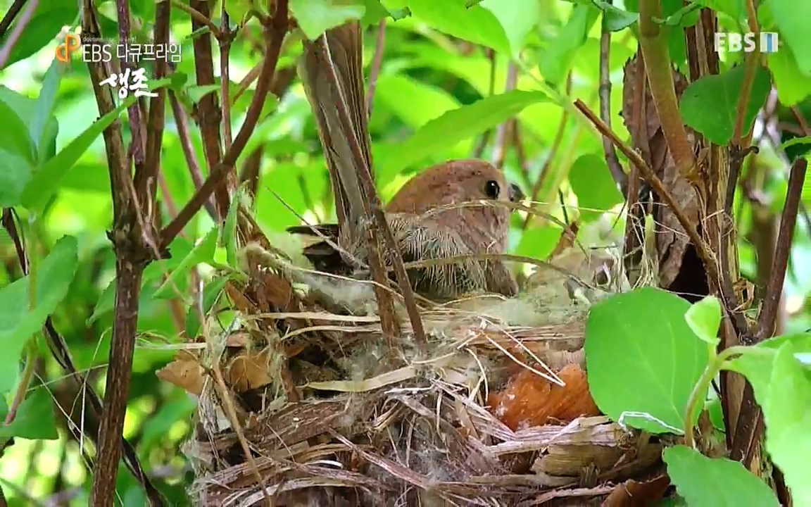 생존 3부_ EBS 다큐프라임_ 220629.avi_20220701_203518.705.jpg