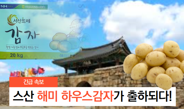  올해 처음으로 가락시장에 출하시작한 스산 해미 하우스감자!
