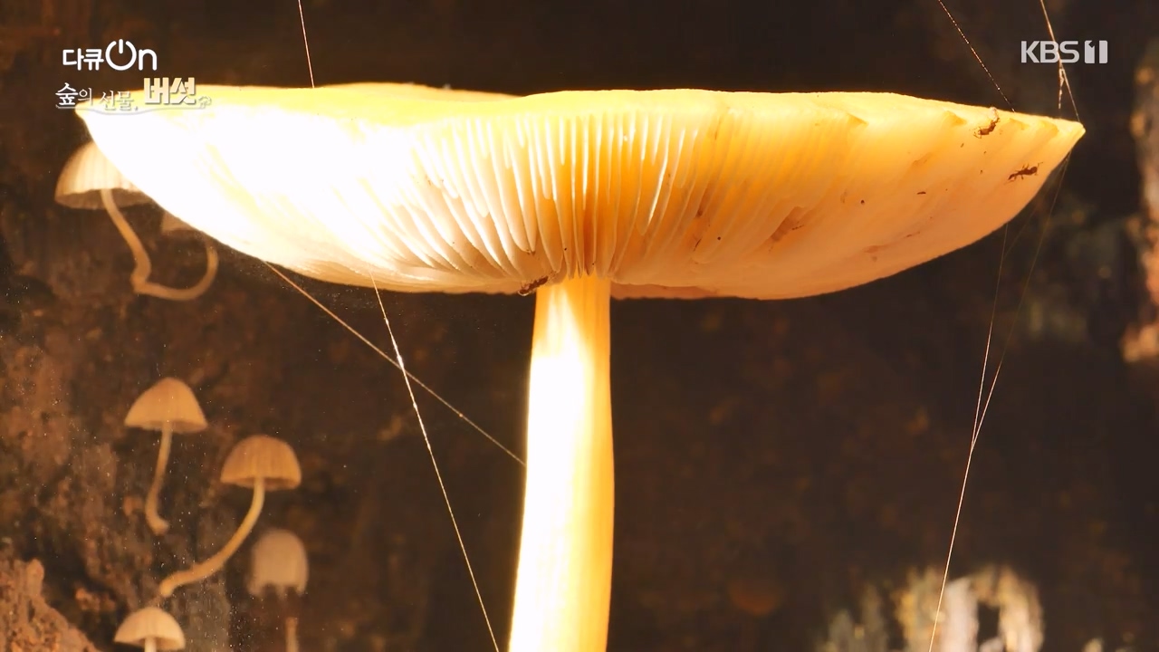 다큐 온.E227.231120p-NEXT.mp4_20231121_201955.797.jpg