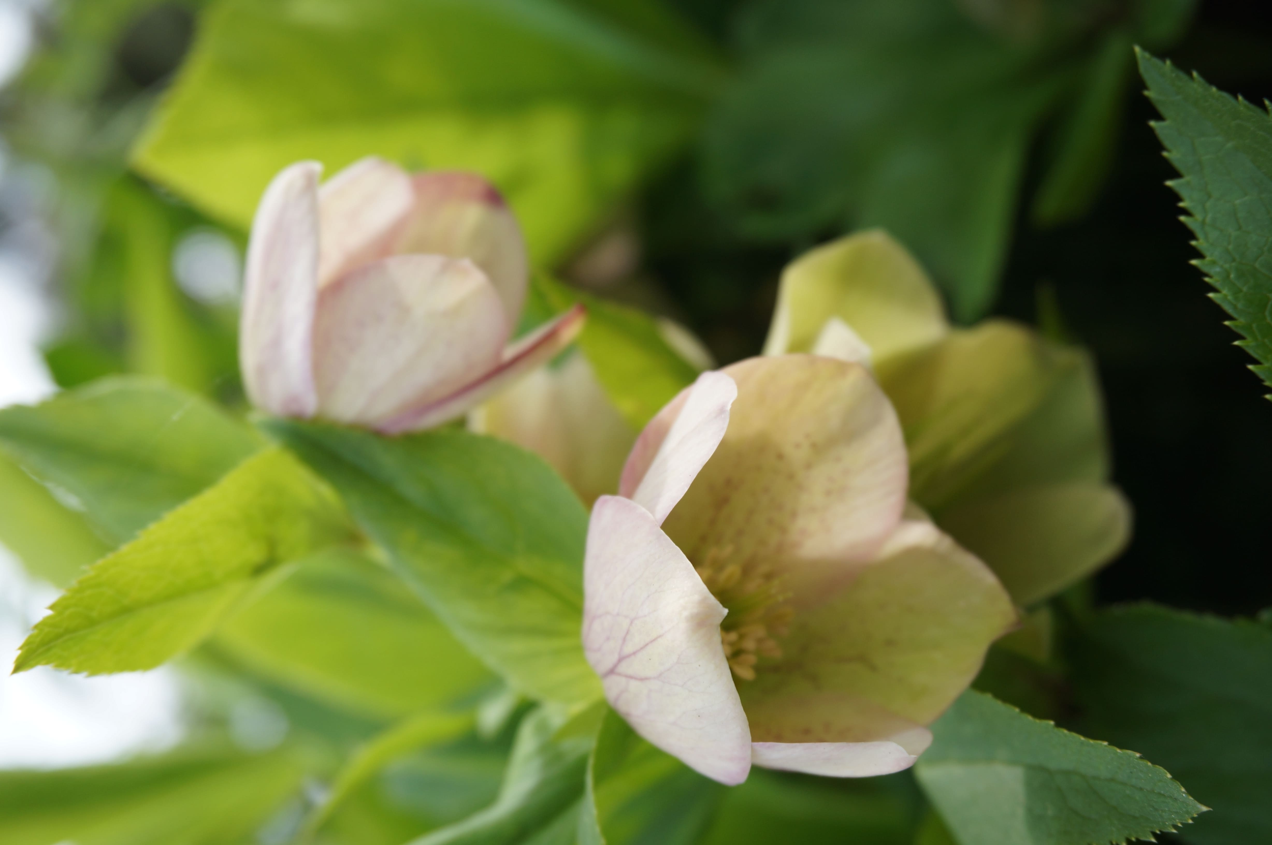 Helleborus niger L.