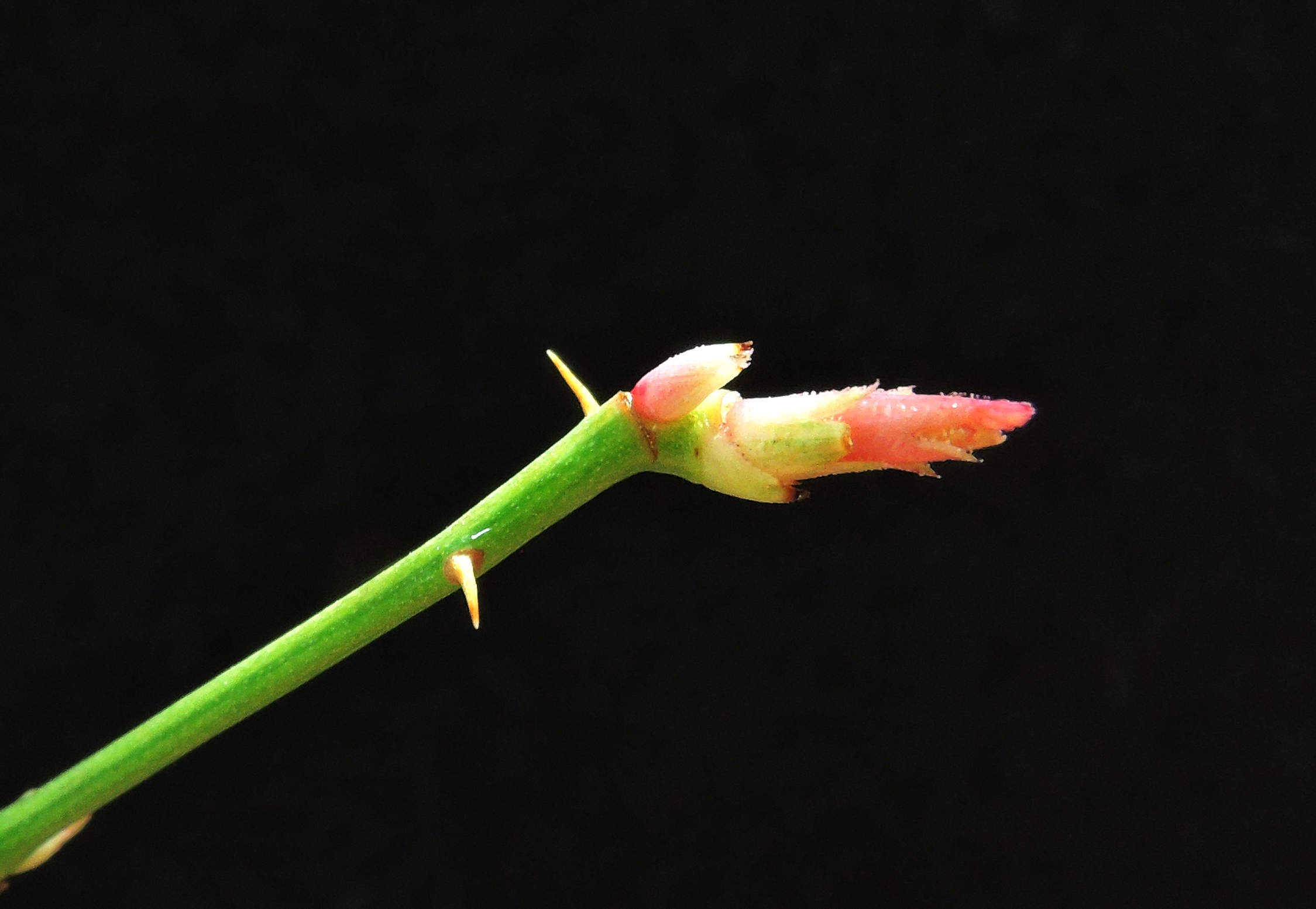 야생 찔레나무 무늬종 1