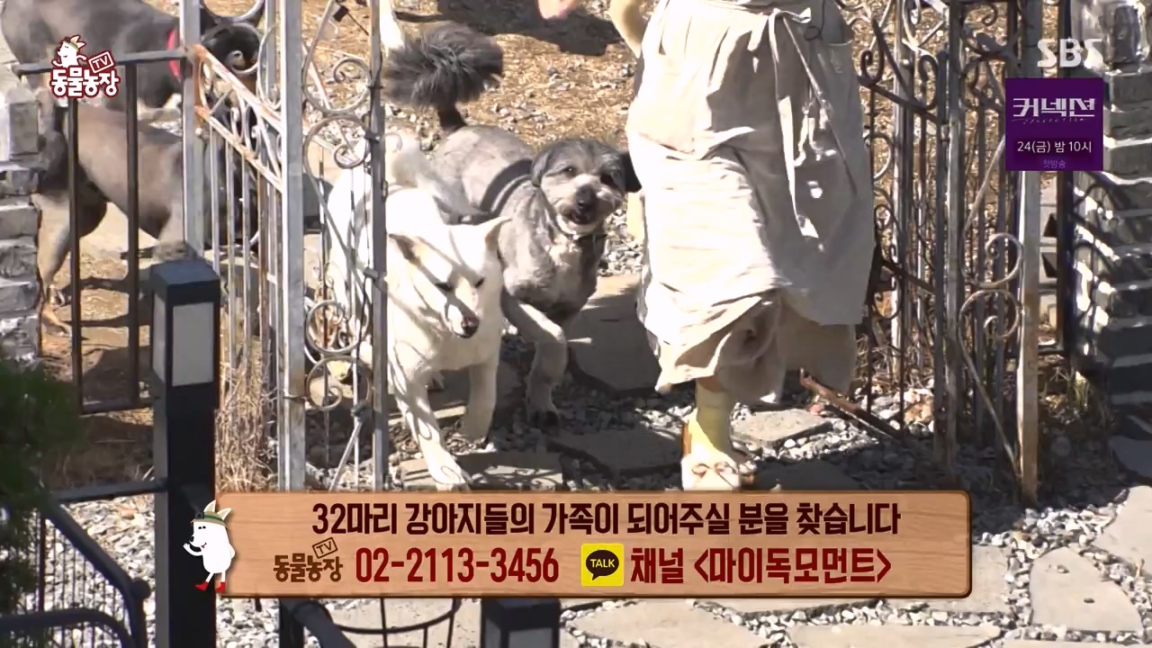 TV 동물농장.E1172.240520p-NEXT.mp4_20240519_165245.319.jpg