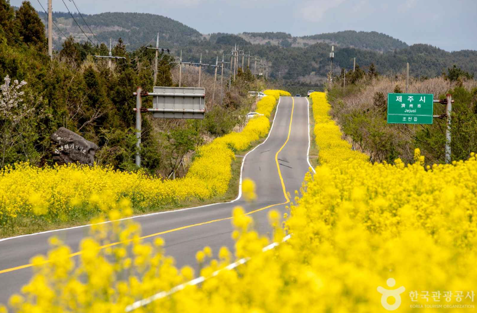 제주 유채꽃 명소 녹산로