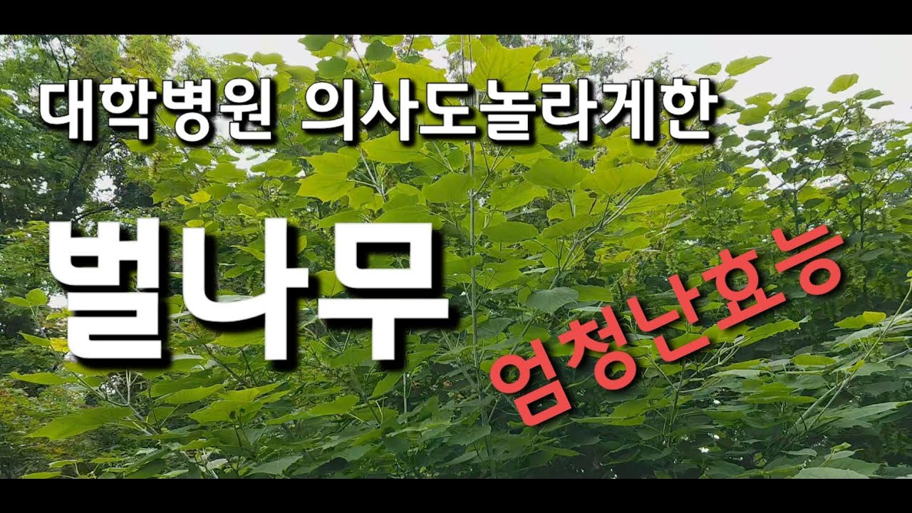 벌나무의 엄청난효능