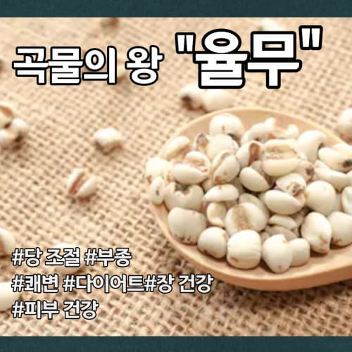  눈건강 장건강 율무 율무차 효능 부작용 섭취 시 주의사항(율무차 율무밥 만드는 방법)