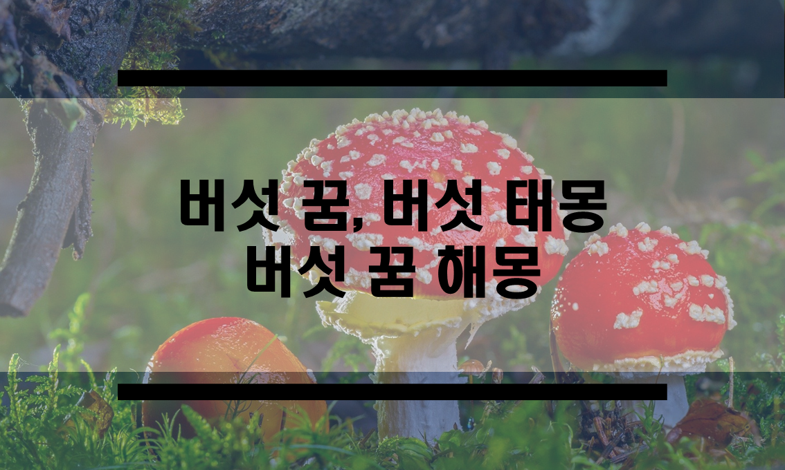  버섯꿈은 어떤 의미를 갖을 까요? 버섯 태몽과 버섯꿈 해몽을 알려드립니다