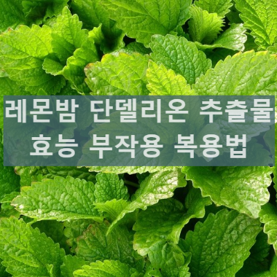 레몬밤 단델리온 추출물