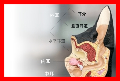  견주가 알아야 할 기본적인 개의 귀 문제와 대처법은?