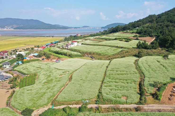 선학동 마을 메밀꽃1