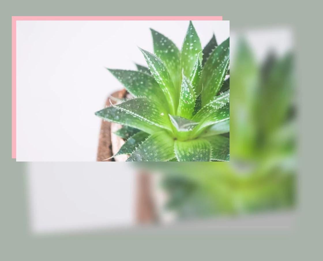 알로에 효능_3_subsection