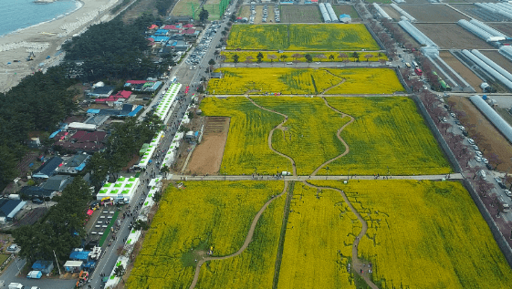 삼척 맹방유채꽃축제 풍경