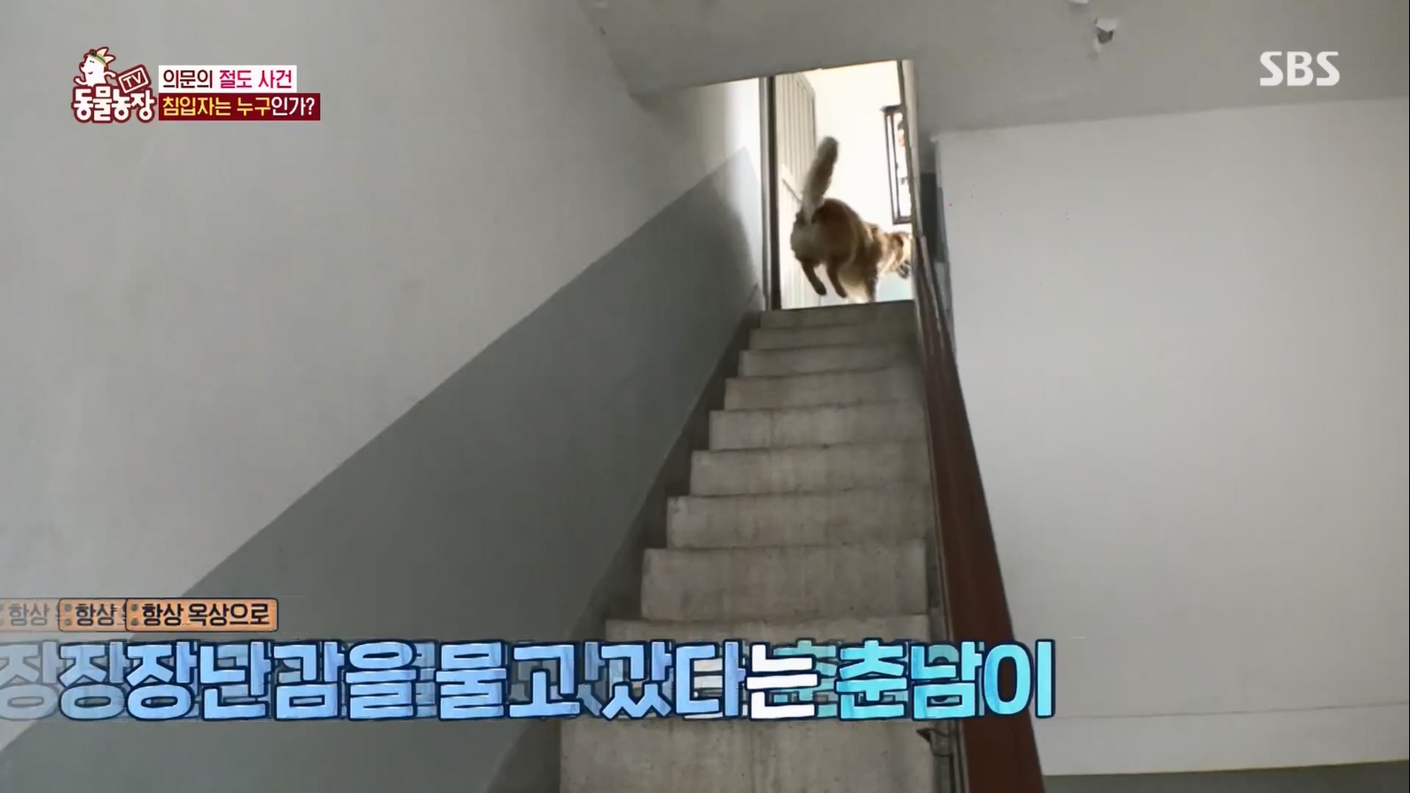 TV 동물농장.E1127.230702p.H264-F1RST.mp4_20230704_212702.386.jpg