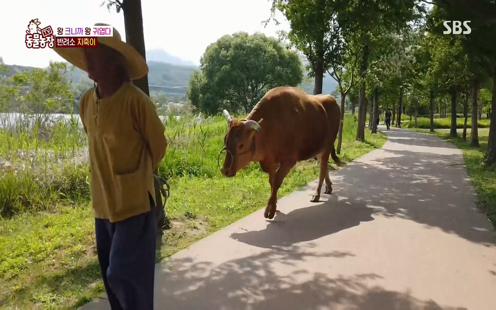 TV 동물농장.E1074.220619p.H264-F1RST.mp4_20220619_180944.979.jpg
