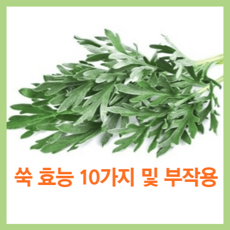 쑥 효능 10가지 및 부작용