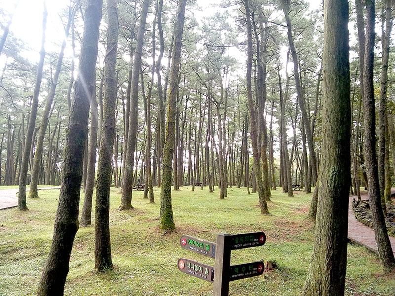 제주절물자연휴양림(Jeju Jeolmul Recreational Forest)