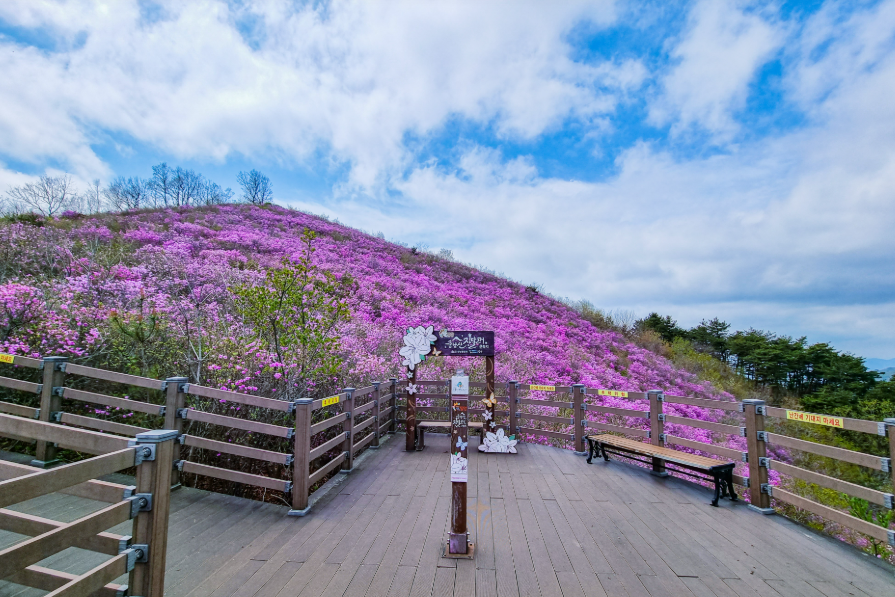 밀양 종남산 진달래