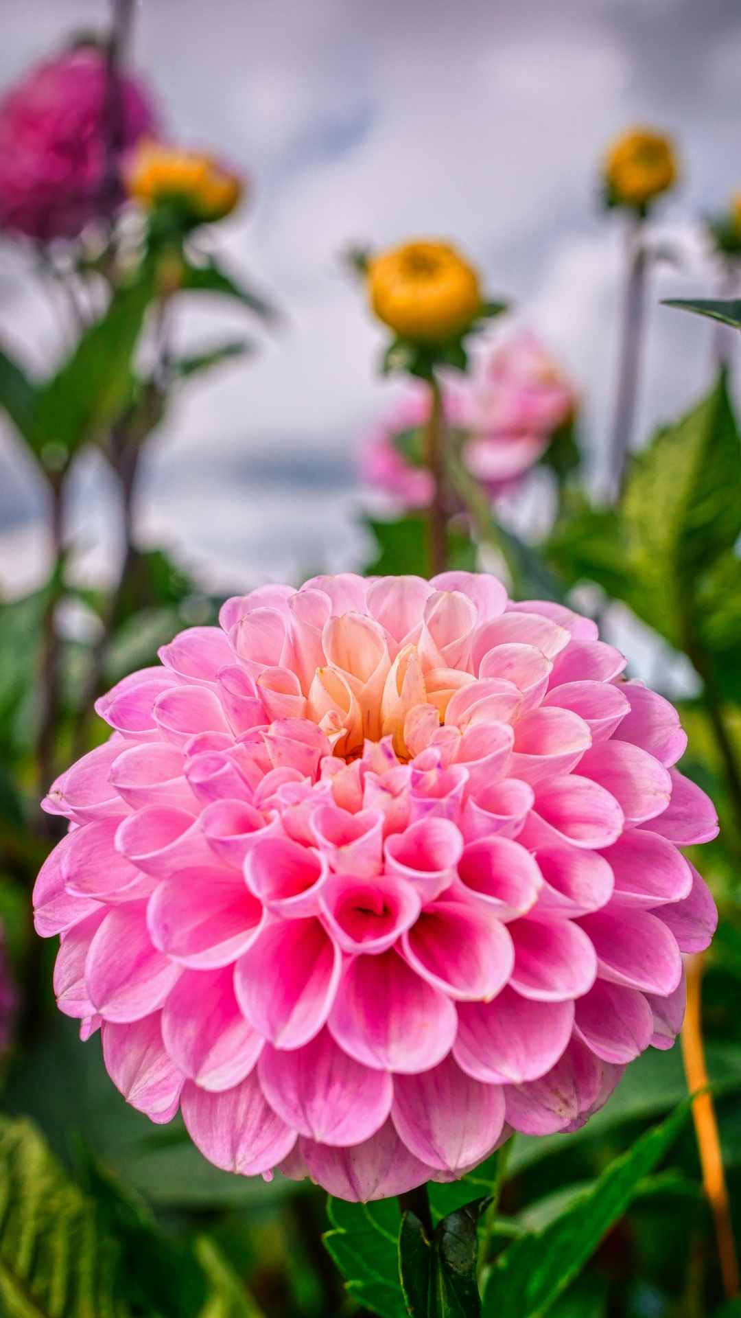 Chrysanthemum Flower iPhone Wallpaper