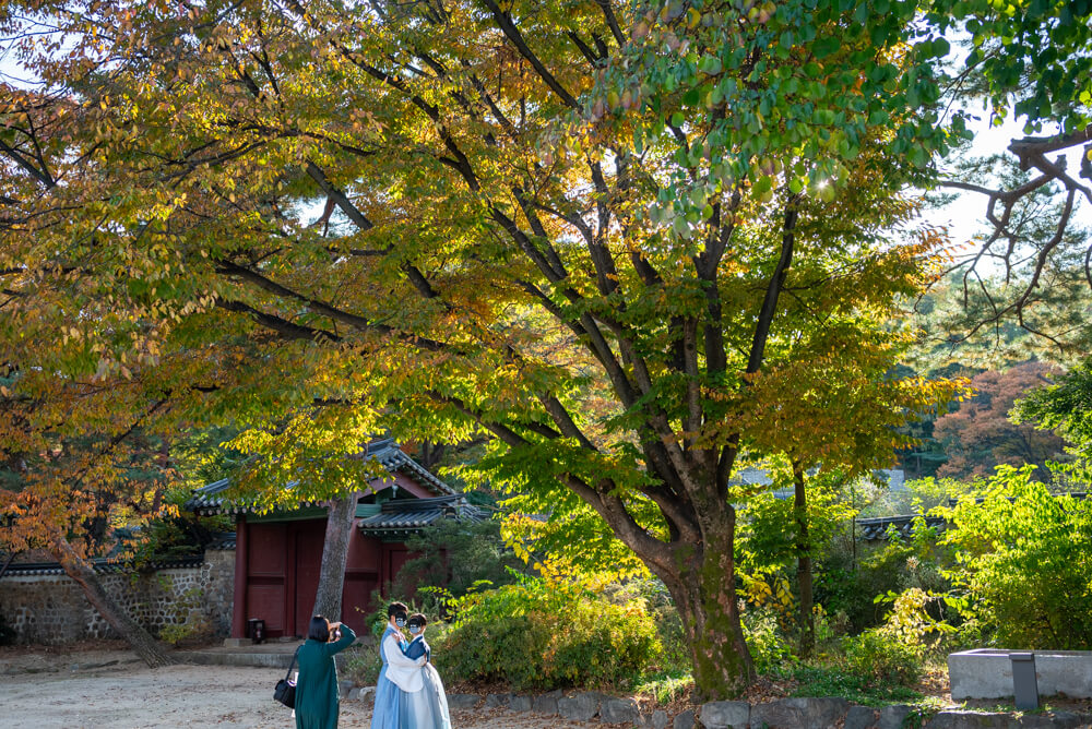 창경궁 단풍 근황