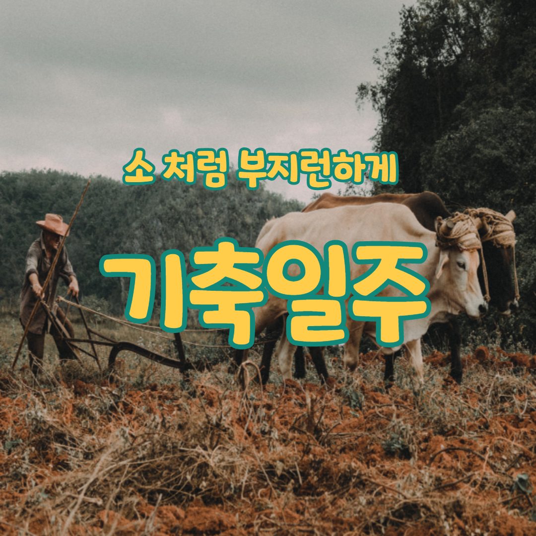  26. 소 처럼 부지런하게, 기축일주