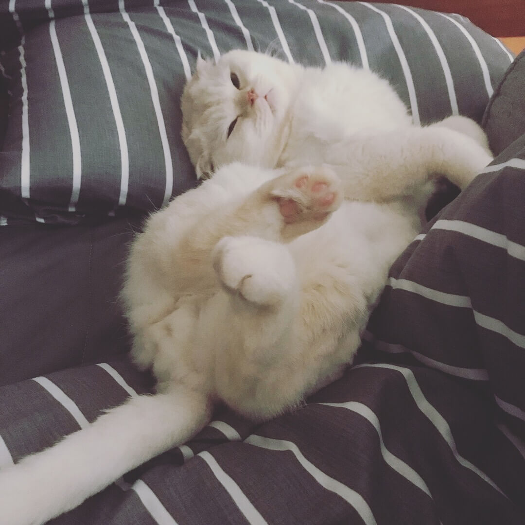 귀여운 고양이