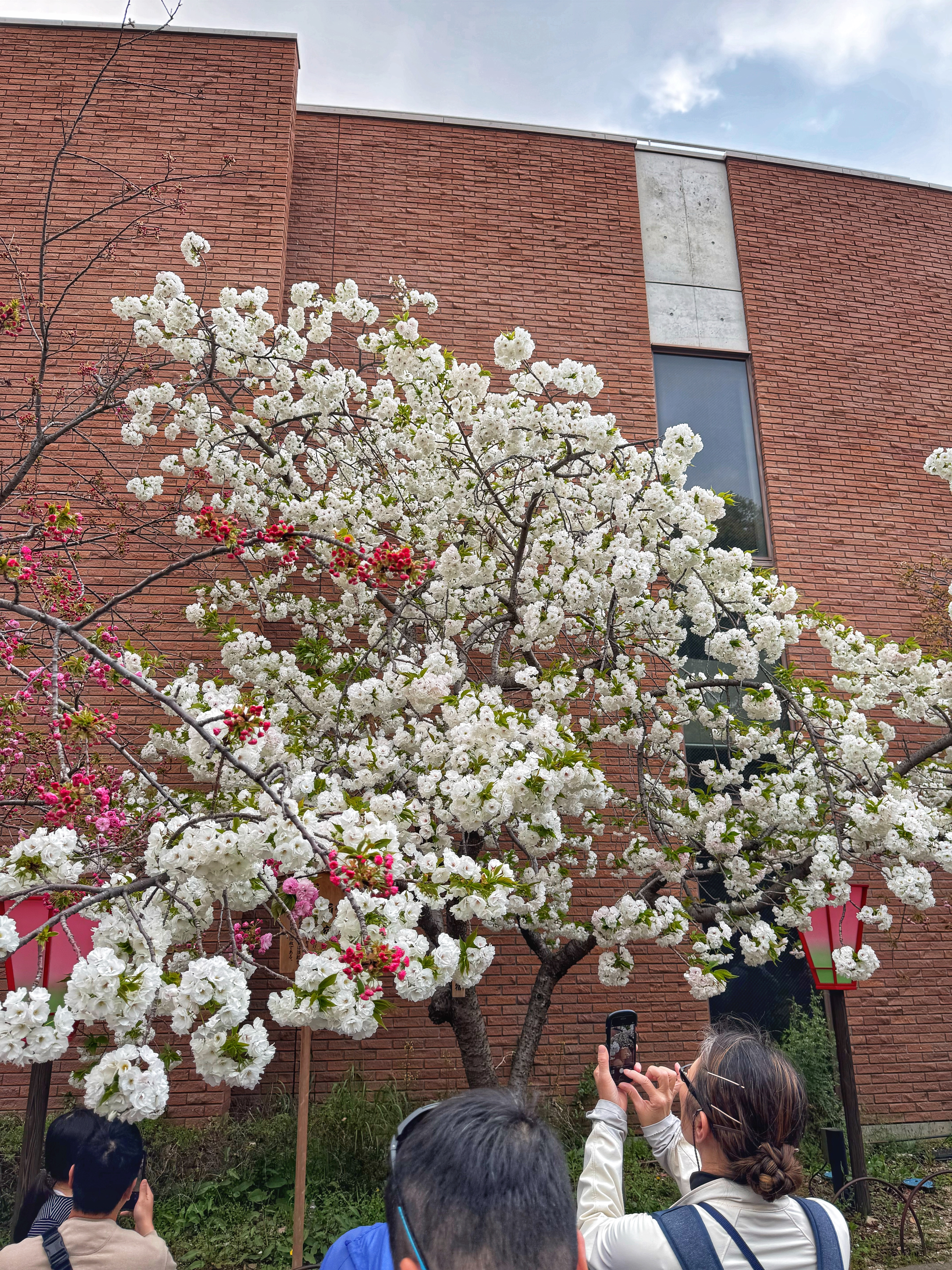 [일본 오사카] 조폐국 본국 벚꽃 통과하기 축제 후기 Cherry Blossom Viewing in Mint Osaka Japan