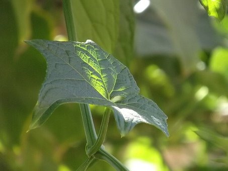 차요테 효능