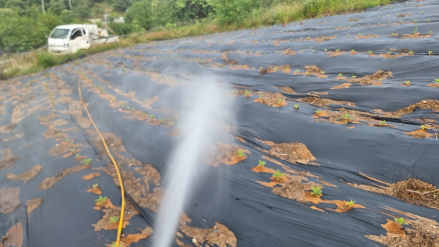 같은 씨앗을 기르는 법 참깨를 많이 얻는 방법 5