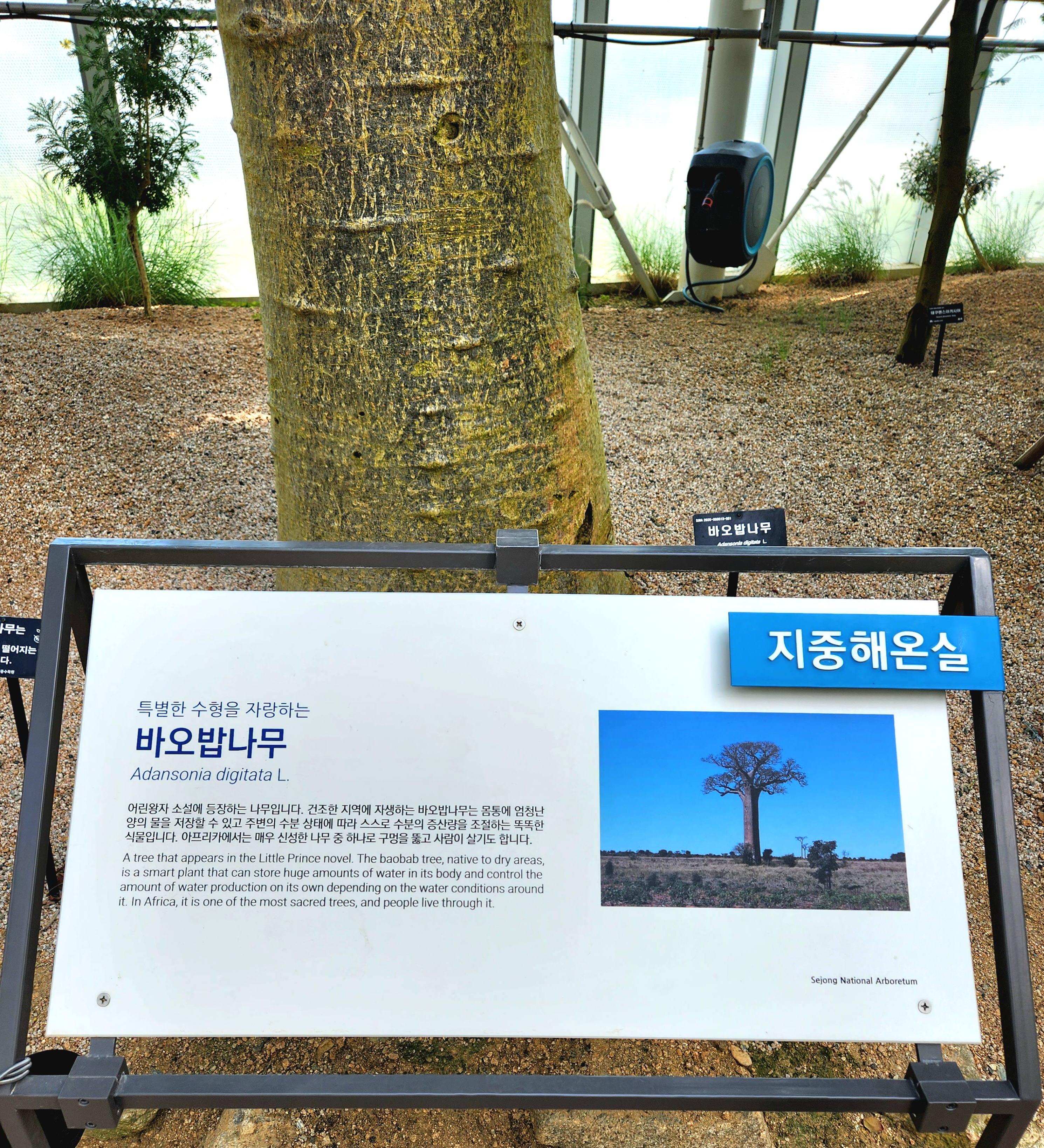 바오밥나무