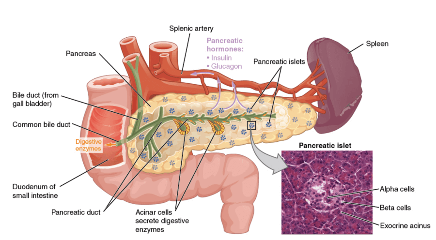 Pancreas_anatomy