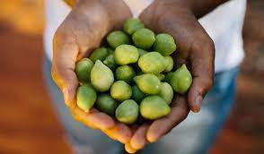  나만 몰랐어..? 카카두플럼(Kakadu plum)! 피부 개선 끝판왕..;;;