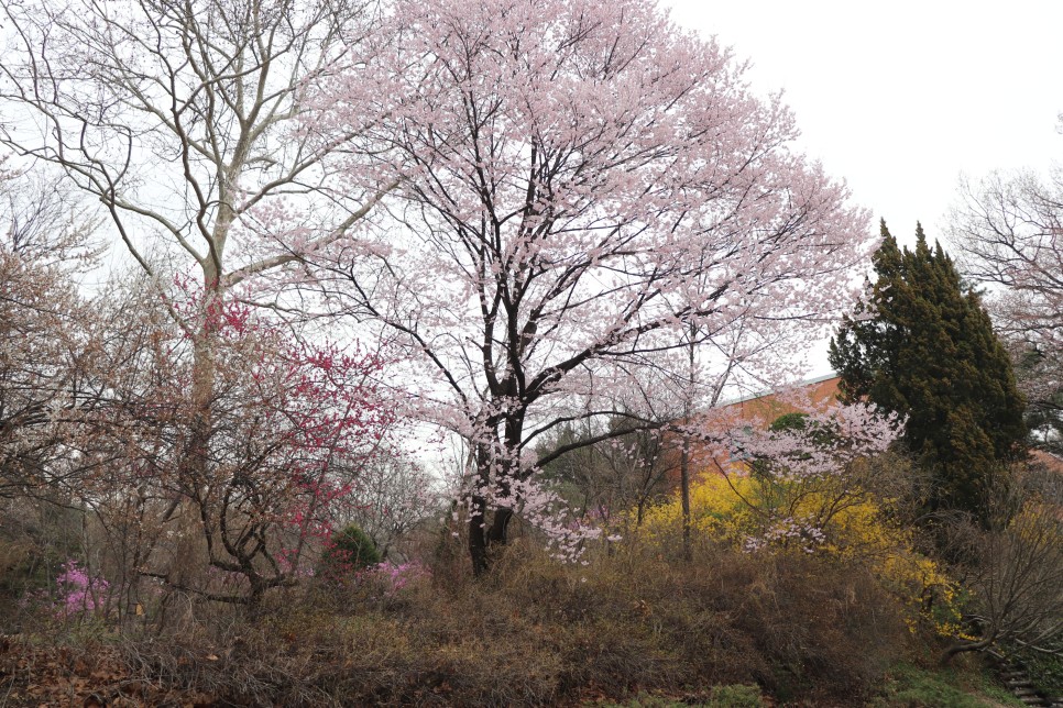 홍릉시험림(홍릉수목원) #페이지 토.일요일서울가볼만한곳 50