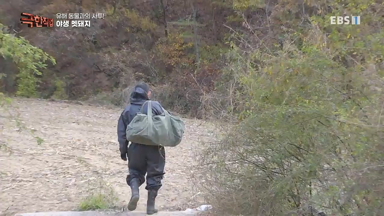 TV - 교육의 중심 EBS유해 동물과의 사투! 등검은말벌, 야생 멧돼지 퇴치.mp4_20221129_195016.009.jpg