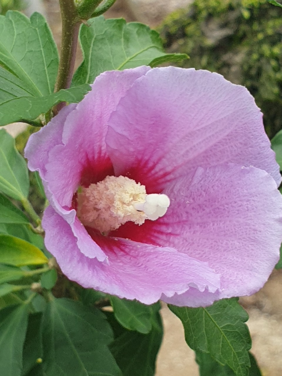  무궁화 삼천리 화려강산~ 토종 우리나라꽃 무궁화