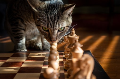 체스판 위의 고양이