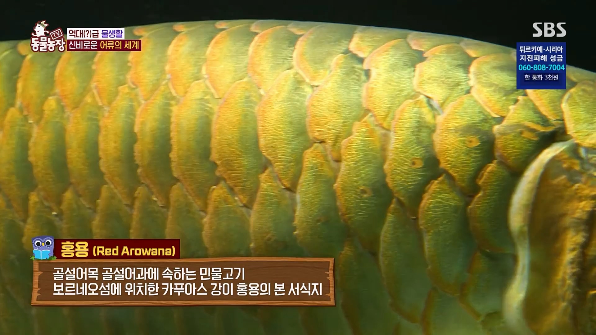 TV 동물농장.E1109.230219p.H264-F1RST.mp4_20230219_142831.616.jpg