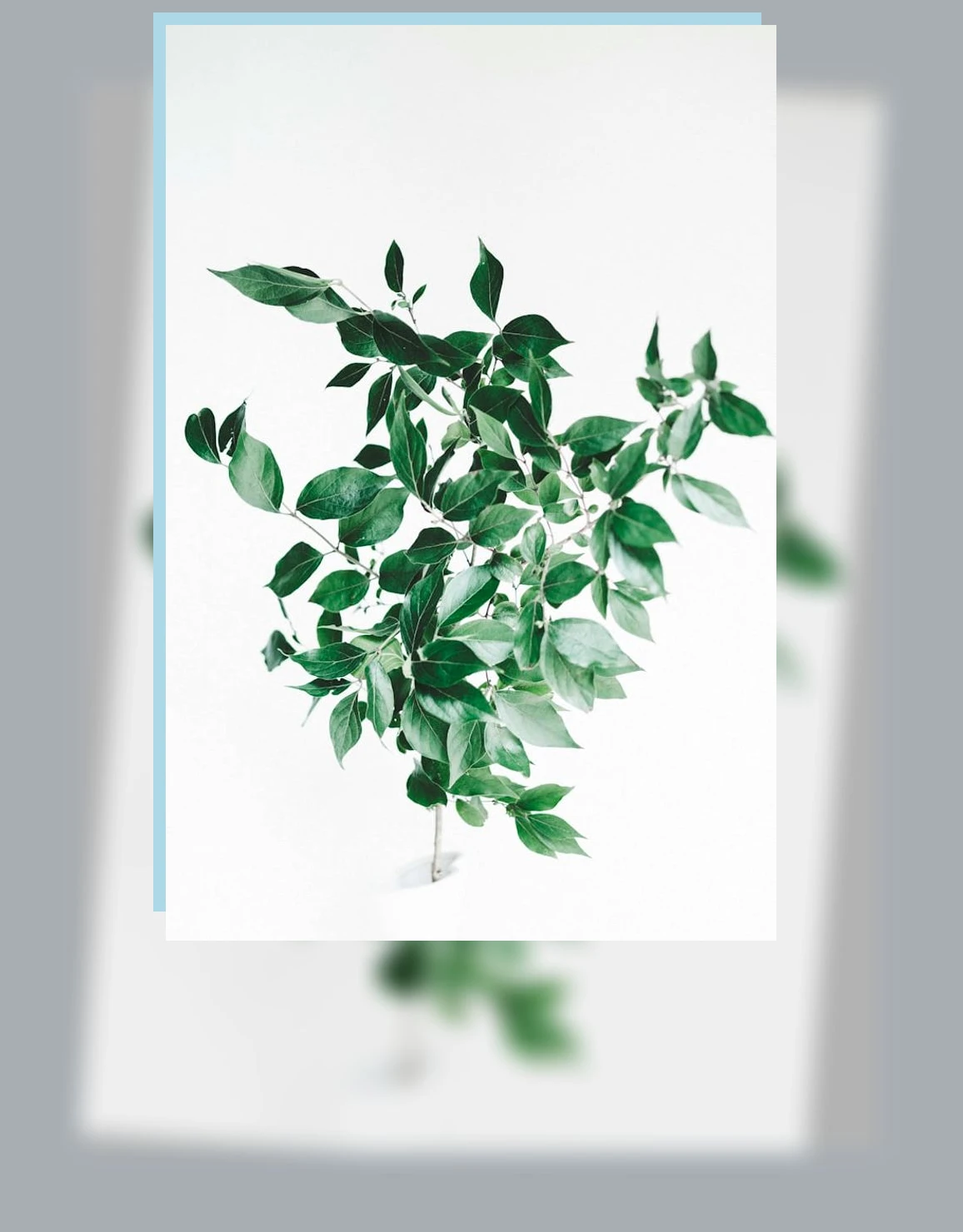 식물성 단백질_1_subsection