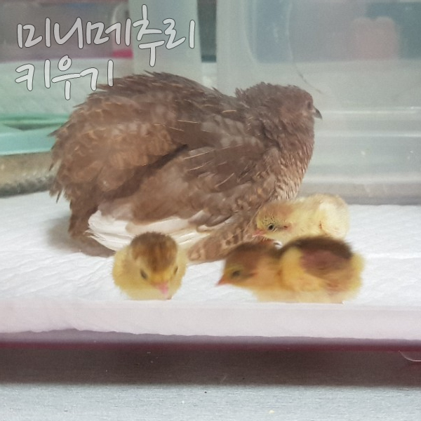  미니메추리 키우기 002 분양 받는 방법, 물품 구입하고 육추기 준비