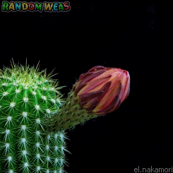img.gif