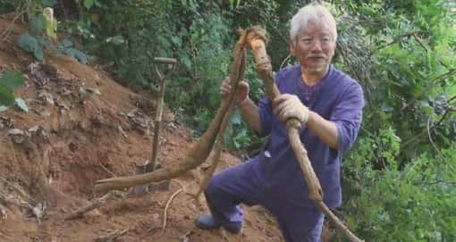 칡즙 효능 및 부작용 총정리