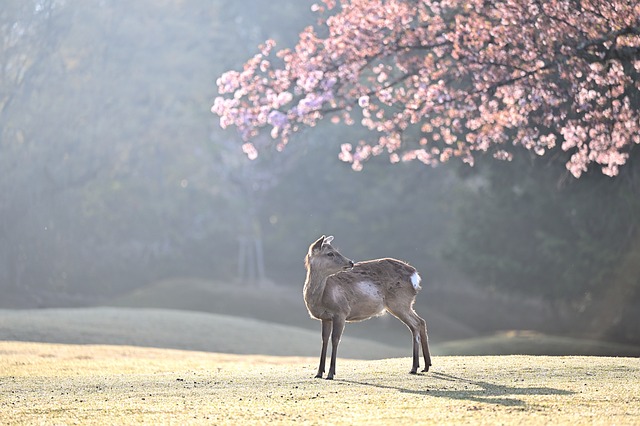 벚꽃 만개시기