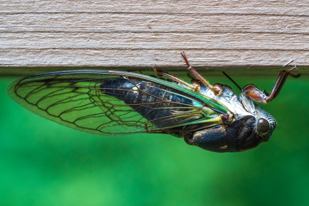 Cicada