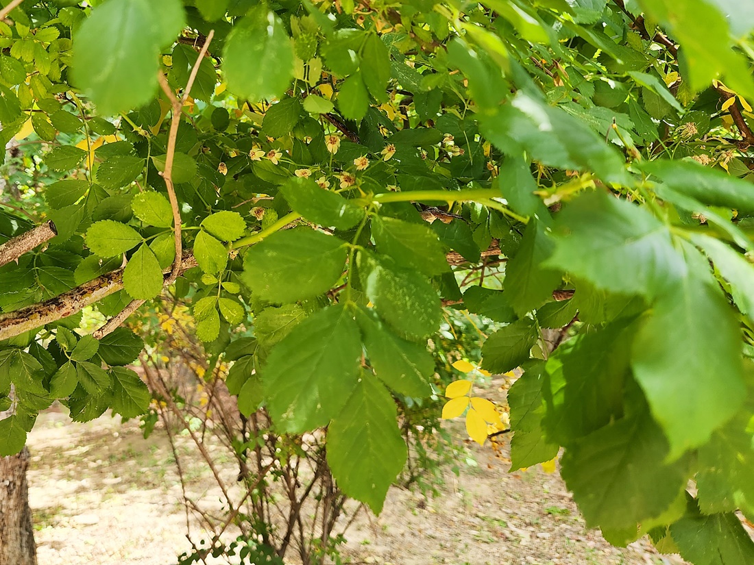 찔레꽃